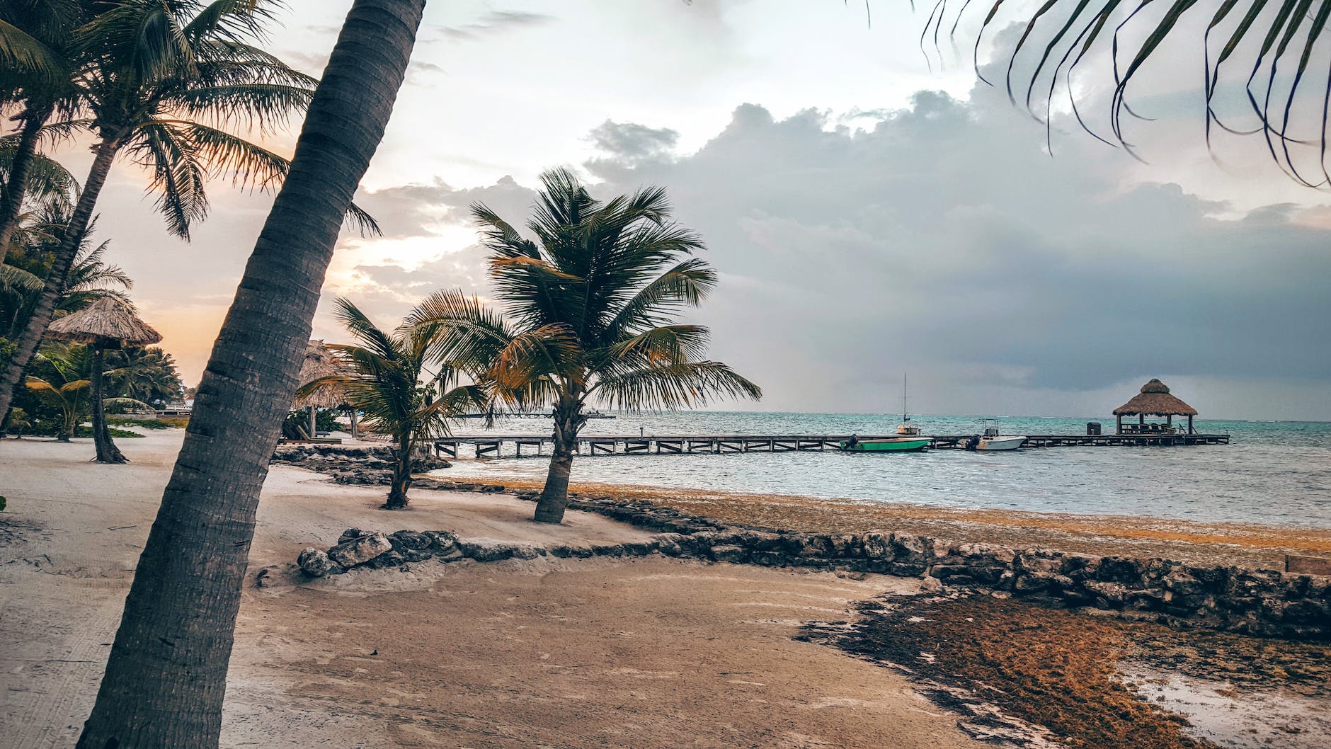 palm trees near the sea